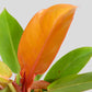 Philodendron Prince Of Orange (Medium)