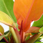 Philodendron Prince Of Orange (Large)