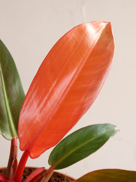 Philodendron Red King (Medium)