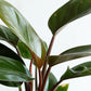 Philodendron Rojo Congo (Medium)
