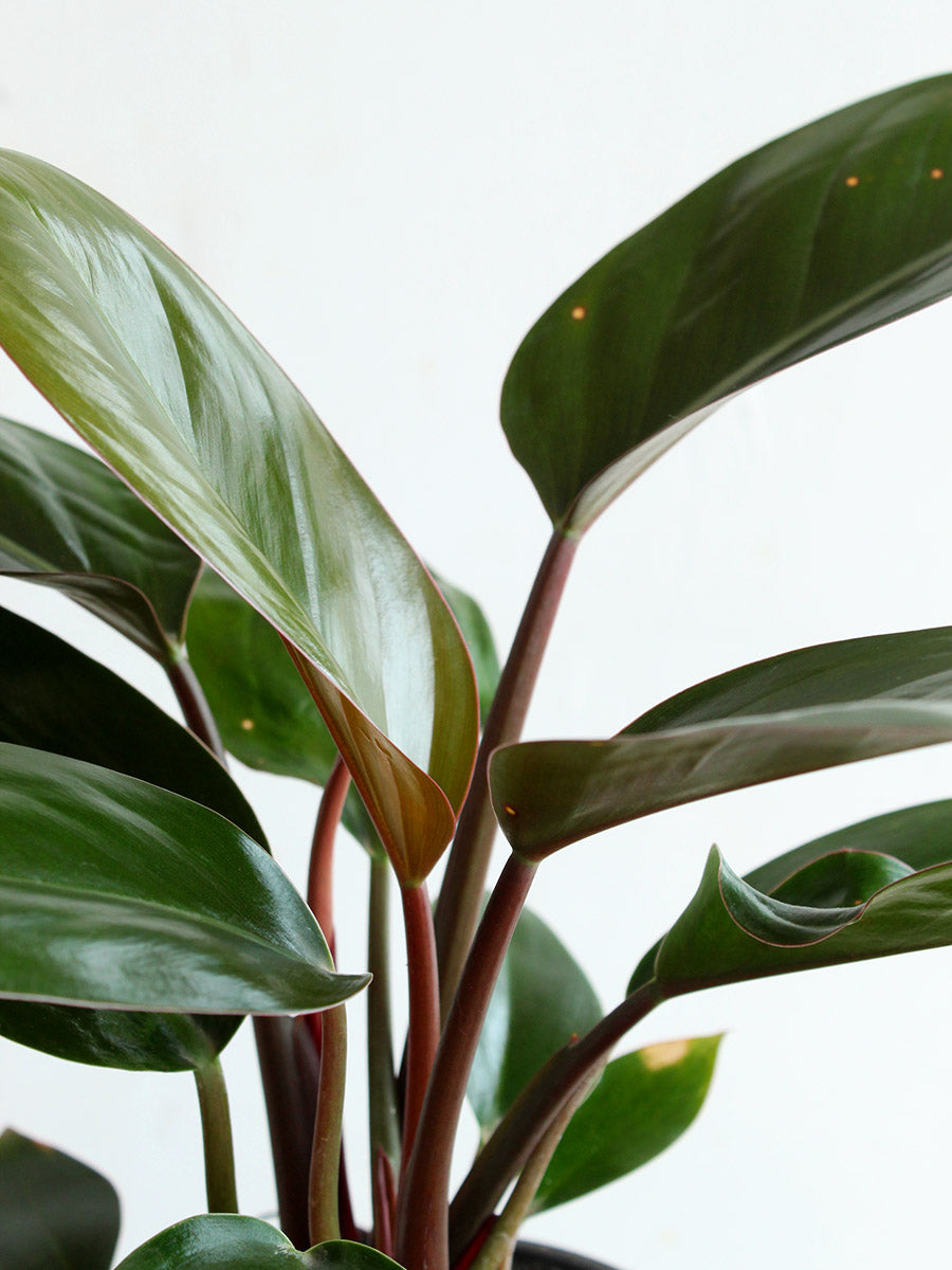 Philodendron Rojo Congo (Medium) – Greenkin