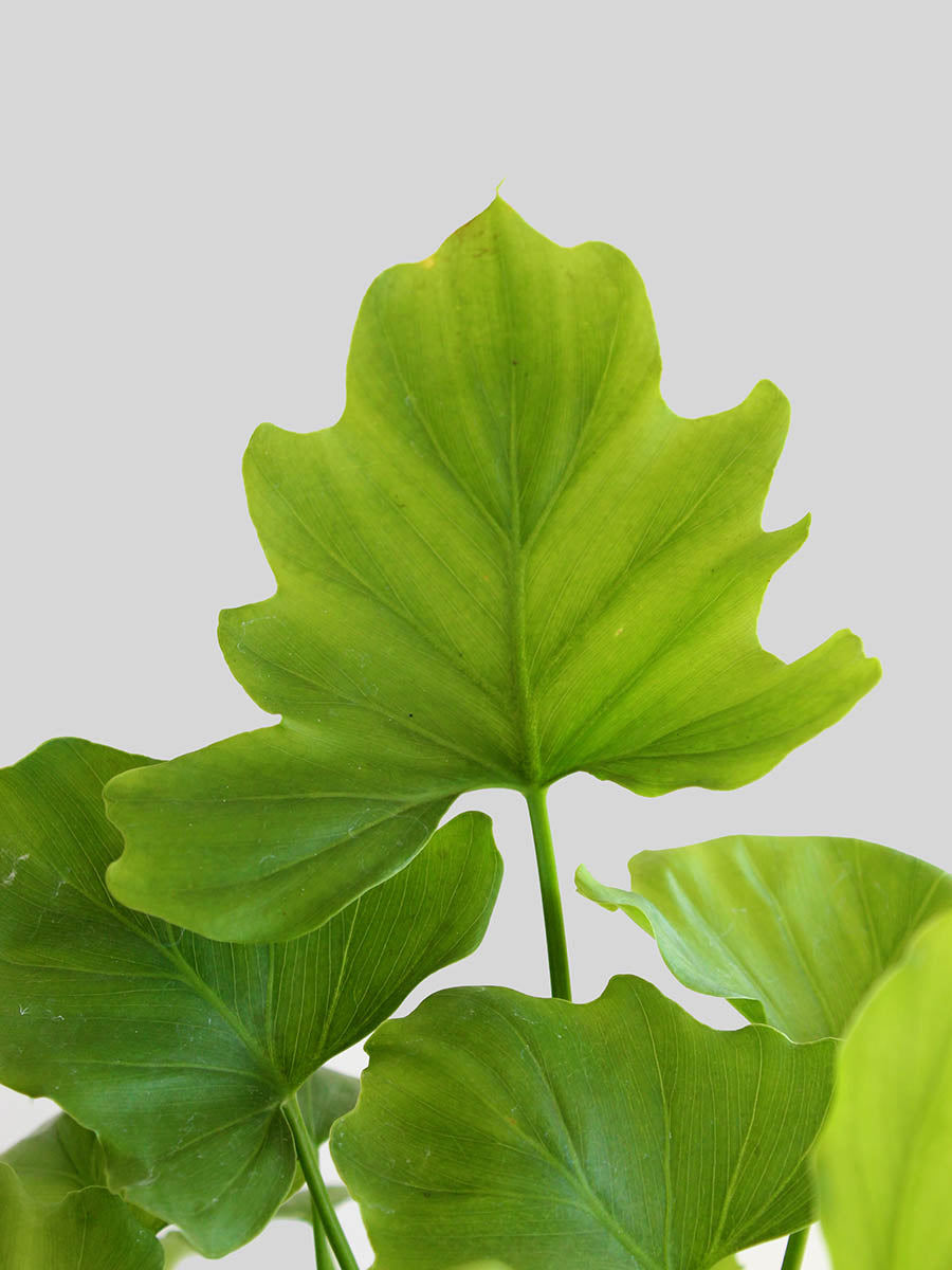 philodendron shangri la size Philodendron Shangri-la (Large) – Greenkin