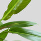 Philodendron Wendlandii (Large)