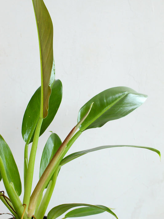 Philodendron Wendlandii (Large)