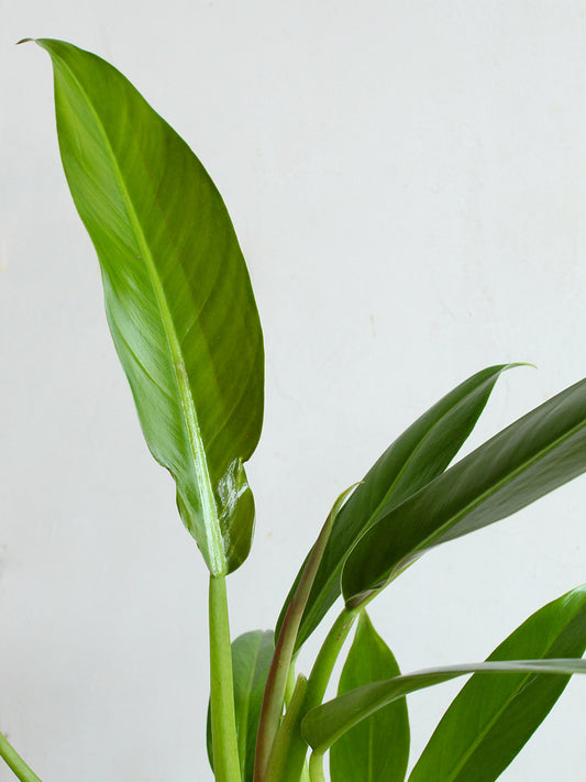 Philodendron Wendlandii (Medium)