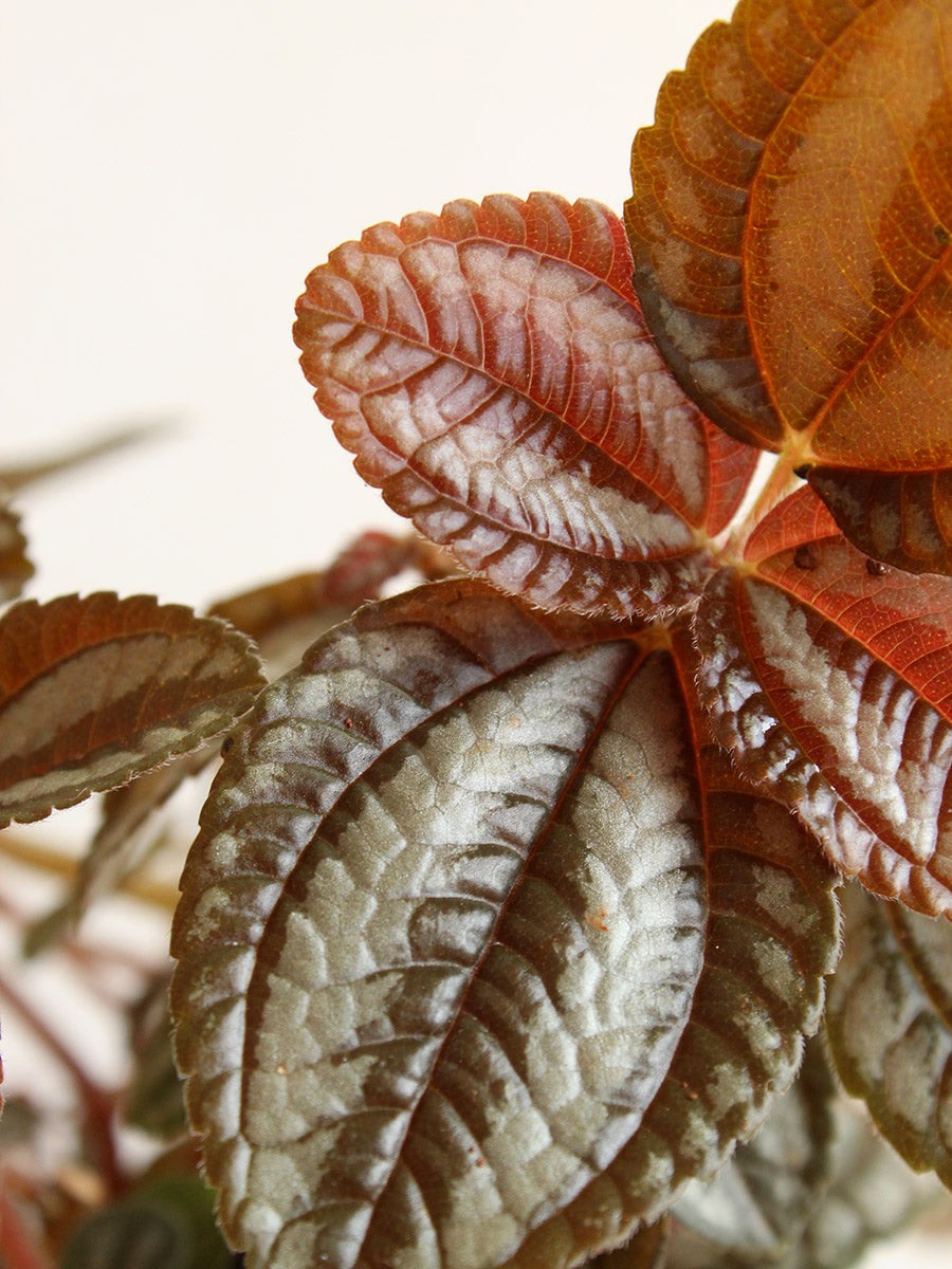 Pilea Friendship (Medium)