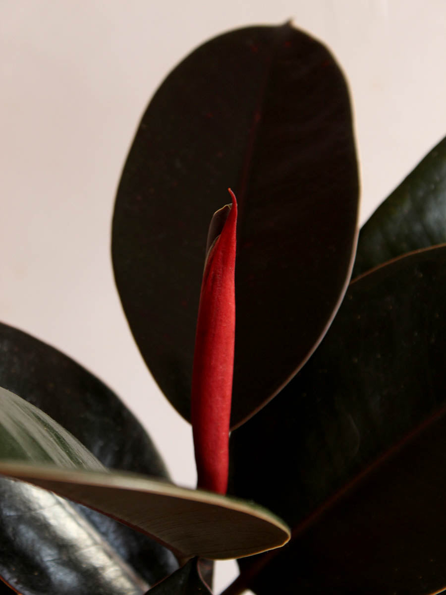 Rubber Plant Burgundy (Large)