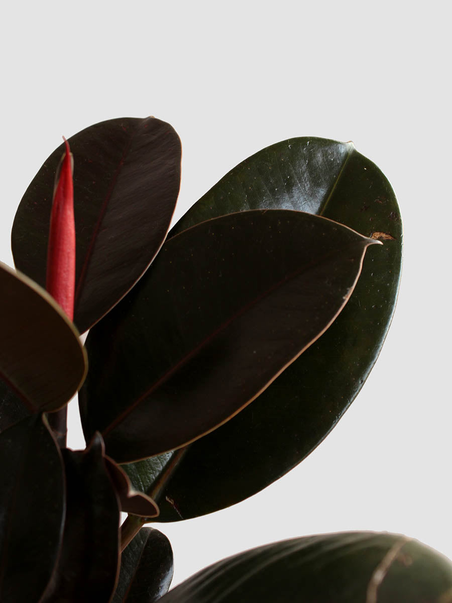 Rubber Plant Burgundy (Large)