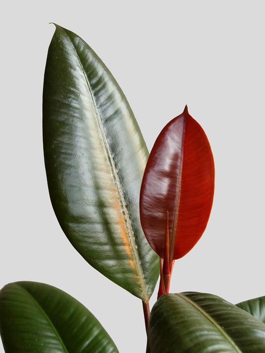 Rubber Plant Green (Large)