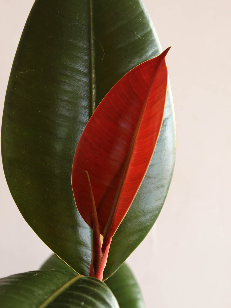 Rubber Plant Green (Large)