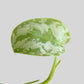 Money Plant Satin (Small)