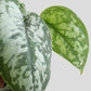 Money Plant Satin (Small)