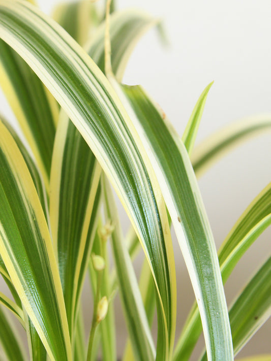 Spider Plant Variegated (Medium)