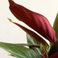 Stromanthe Sanguinea (Medium)