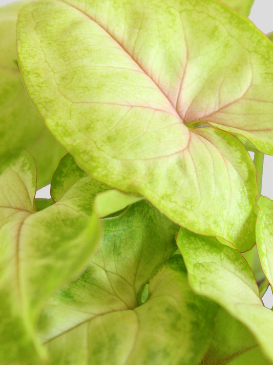 Syngonium Pink Vein (Medium)