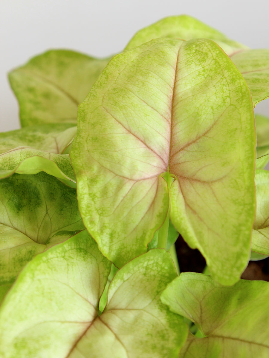 Syngonium Pink Vein (Medium)