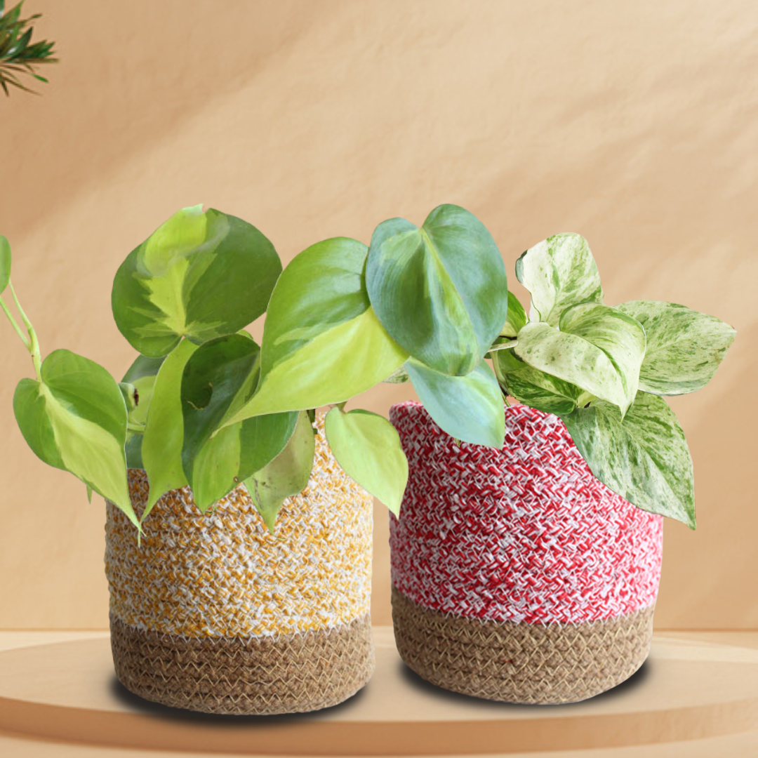 Trailing Variegated Love – Greenkin