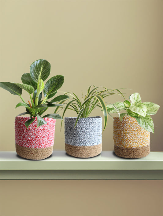 Variegated Bunch