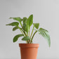 African Hosta (Large)