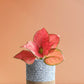 Shop stunning Aglaonema red anjamani plant in premium in grey cotton planter in India 
