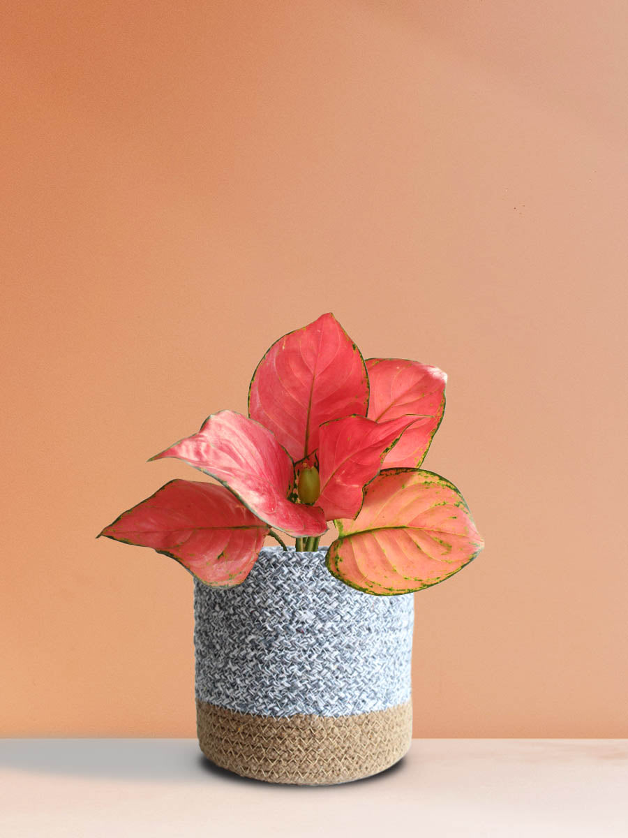 Shop stunning Aglaonema red anjamani plant in premium in grey cotton planter in India 
