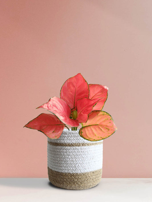 Buy gorgeous indoor plant Aglaonema red anjamani in premium in white jute planter online 