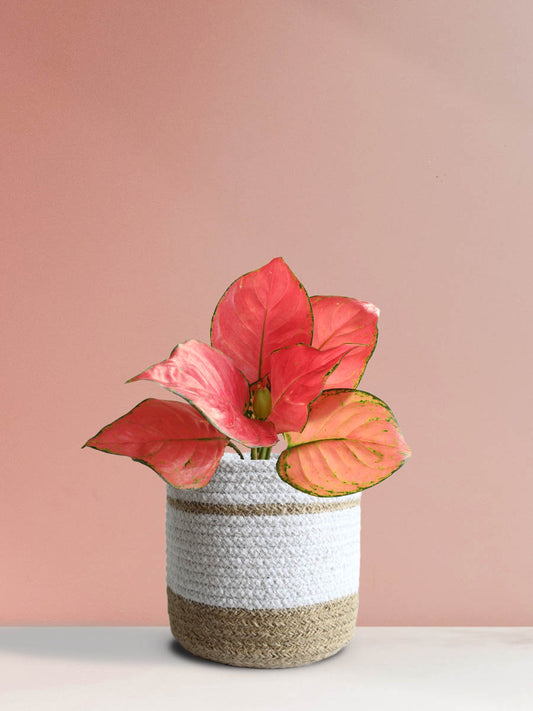 Buy gorgeous indoor plant Aglaonema red anjamani in premium in white jute planter online