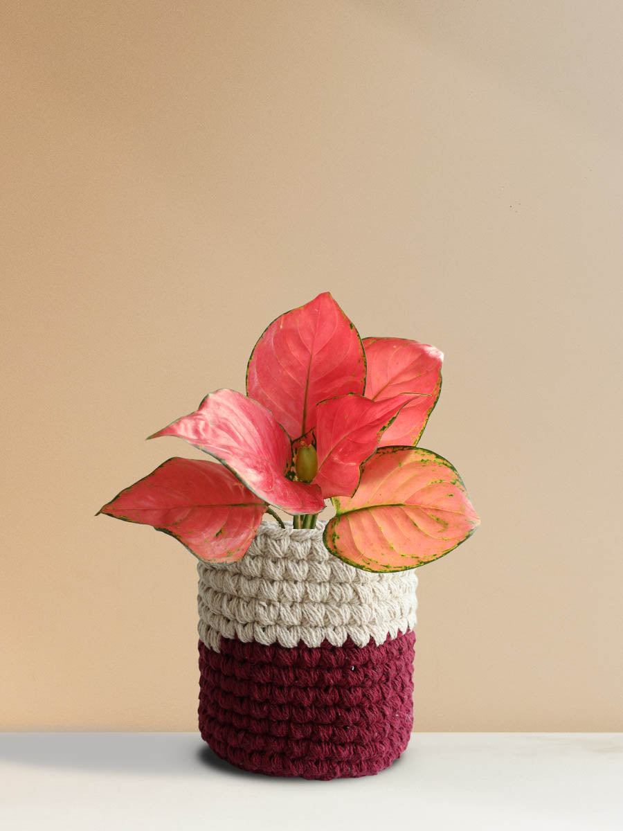 Order beautiful houseplant Aglaonema red in eco-friendly knitted cotton planter in India 