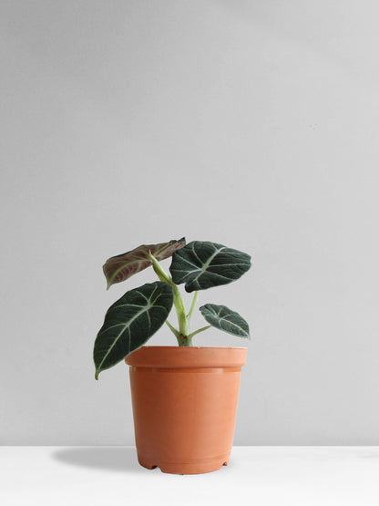Alocasia Black Velvet (Medium)