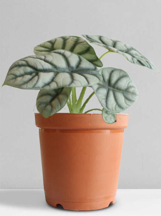 Alocasia Silver Dragon (Medium)