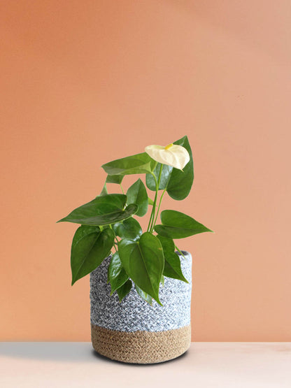 Anthurium White (Medium)