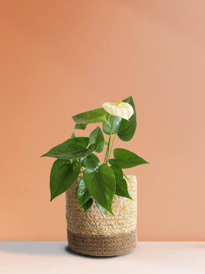 Anthurium White (Medium)