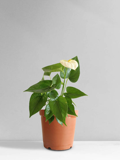 Anthurium White (Medium)