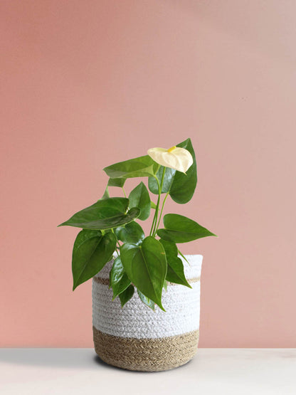 Anthurium White (Medium)