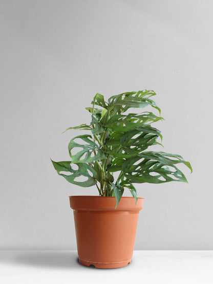 Broken Heart Plant (Large)