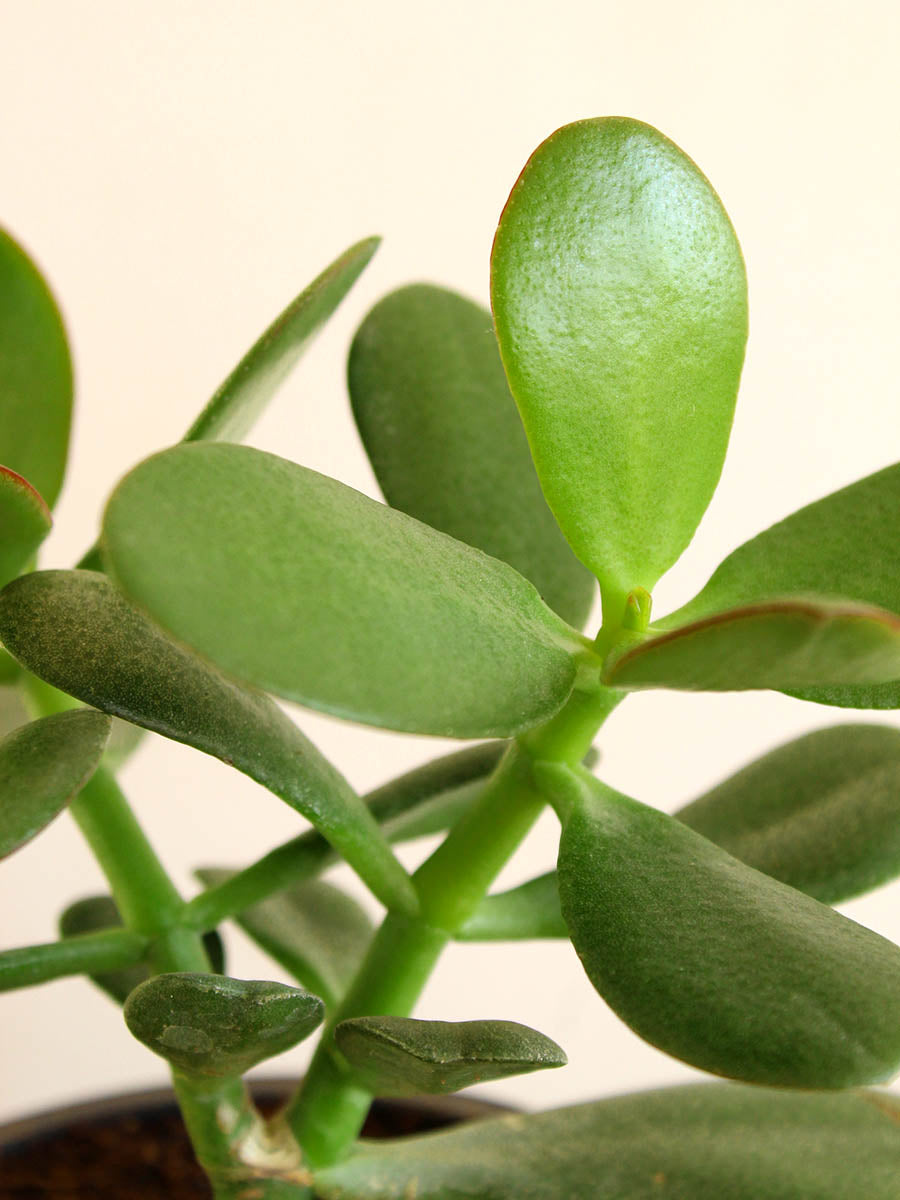 Jade Plant (Medium)