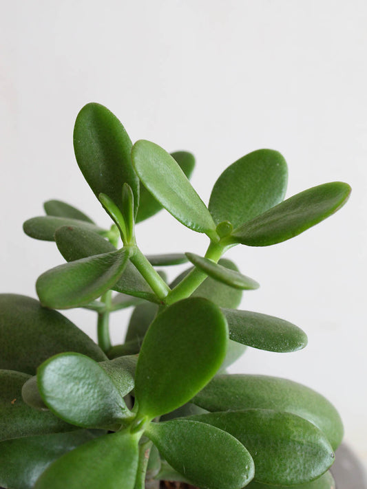 Jade Plant (Small)