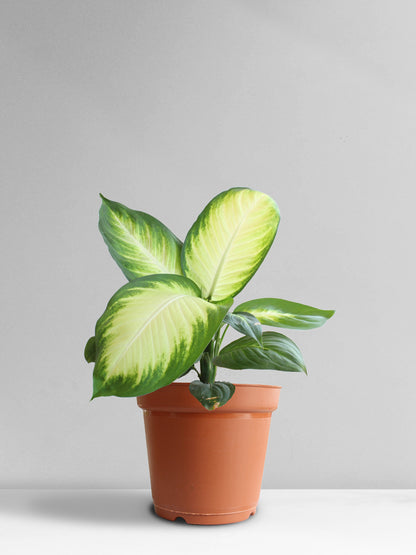 Dieffenbachia Honeydew (Large)