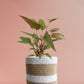 Homalomena Bronze (Medium)