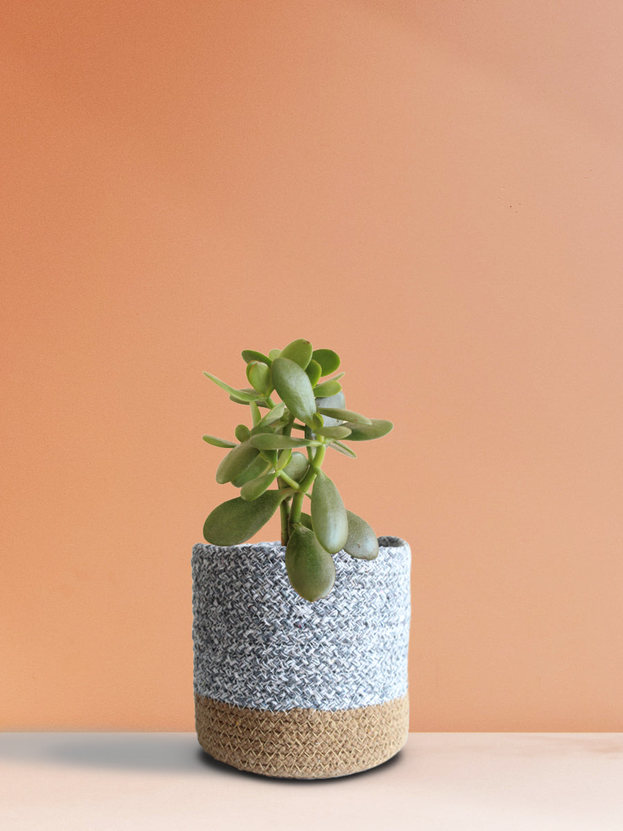 Jade Plant (Medium)