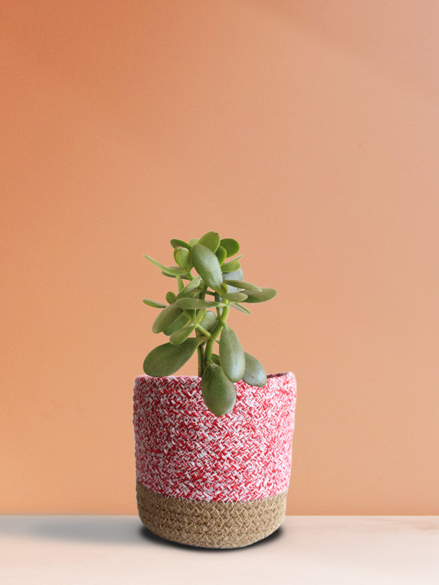 Jade Plant (Medium)