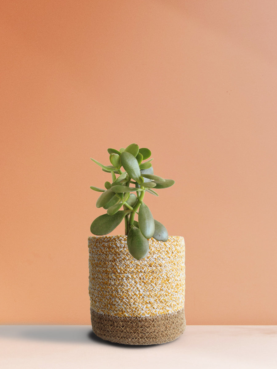 Jade Plant (Medium)