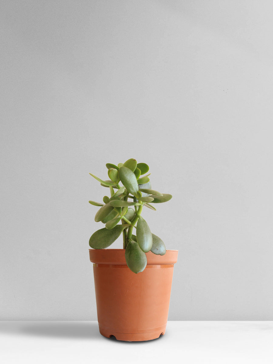 Jade Plant (Medium)