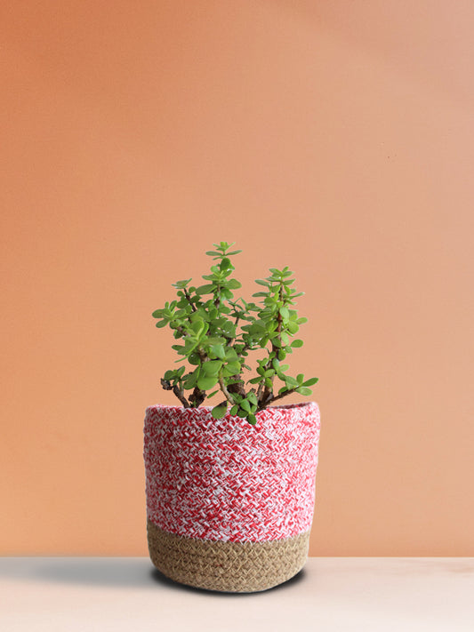 Jade Mini (Medium)