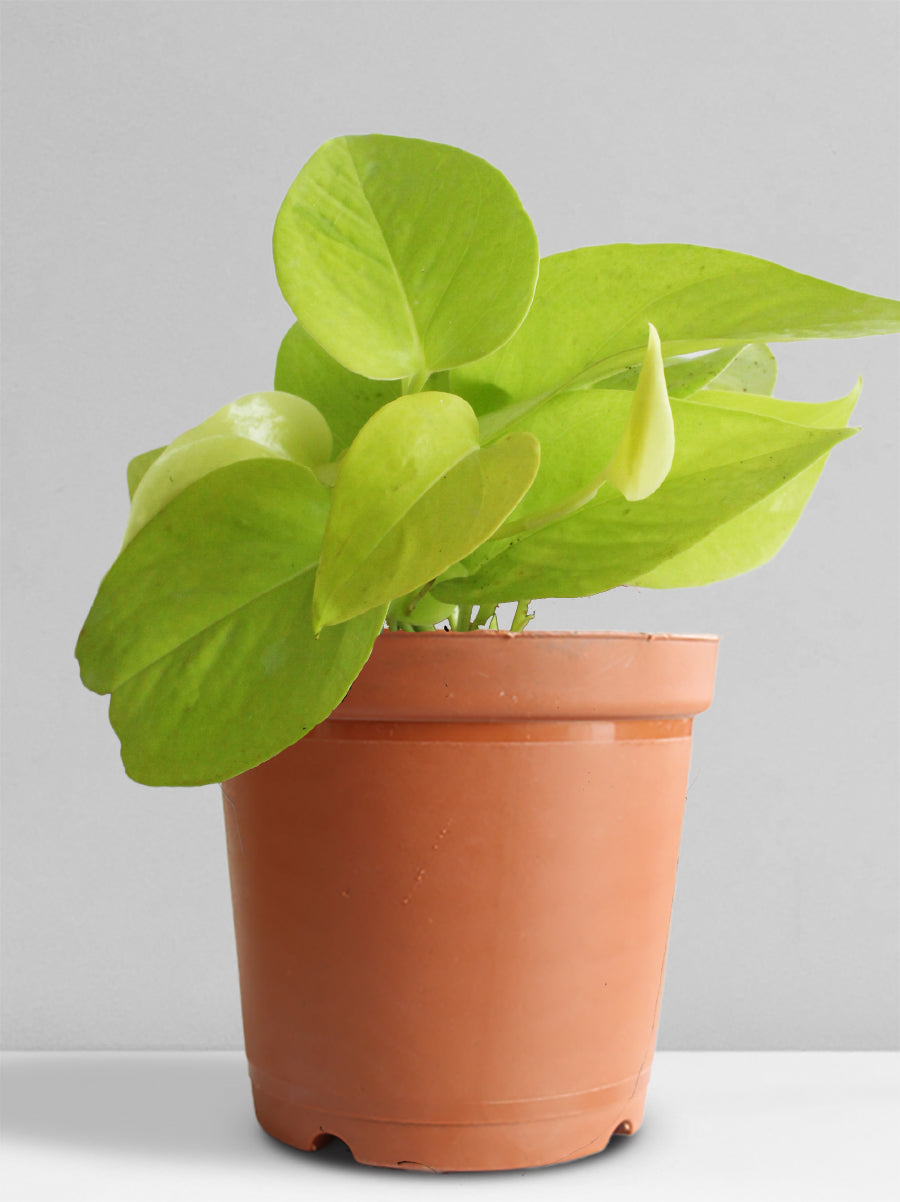 Money Plant Golden (Medium)