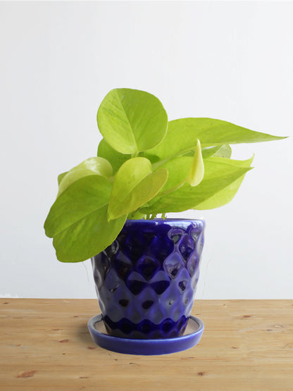 Money Plant Golden (Small)