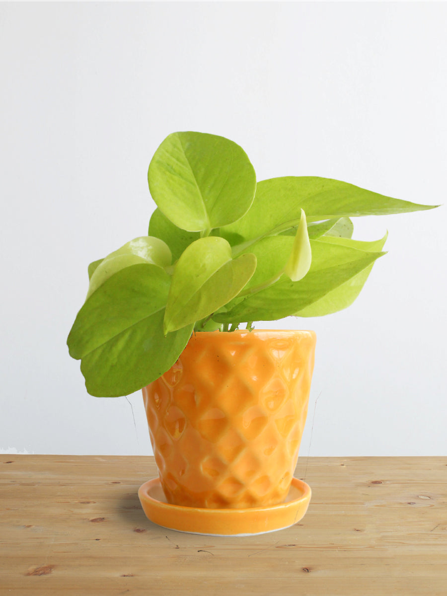 yellow money plant Money Plant Golden (Small)