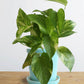 Money Plant Gold King (Small)