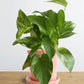 Money Plant Gold King (Small)