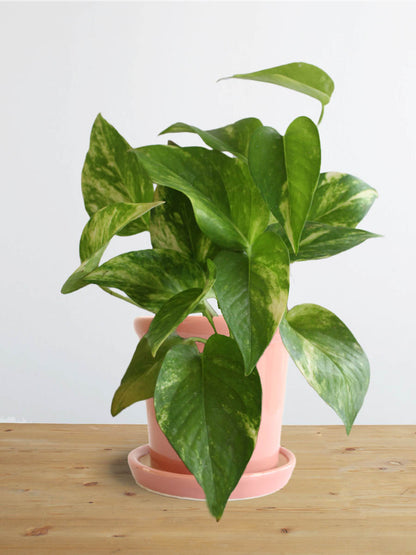 Money Plant Gold King (Small)